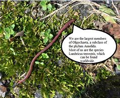 the smallest worm will turn, being trodden on